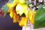 Tournesol balcon