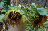 Tournesol balcon