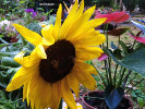 Tournesol balcon