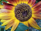 Tournesol balcon
