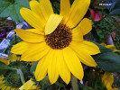 Tournesol
