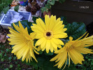 Lune et tournesols