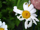 Marguerite