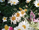 Bouquet de marguerites