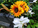 Tournesol balcon 2022