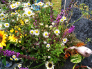 Tournesol