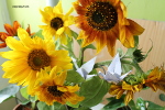 Tournesol