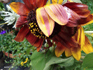 Tournesol