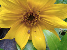 Tournesol balcon