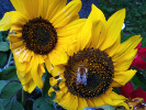 Tournesol