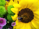 Tournesol