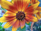 Tournesol