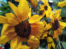 Tournesol