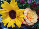 Tournesol