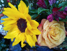 Tournesol et rose