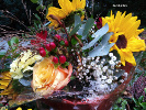 Tournesols