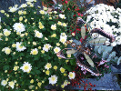 Chrysanthème