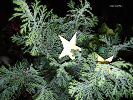 Etoiles