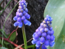 Muscari