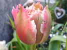 tulipe