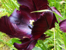 Tulipe