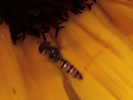 Tournesols