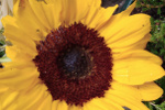 tournesol balcon