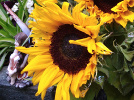 Tournesol