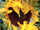 Tournesol