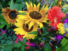 tournesol