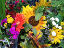 Tournesols