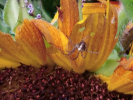 Araignée sur tournesol