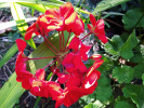 Géranium