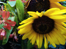Tournesol