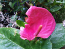 Plante Céline