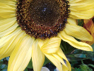 Tournesol