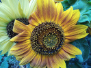 Tournesol