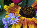 Tournesol
