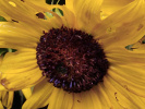 Tournesol balcon