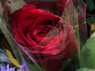 Rose IAC