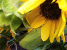 Tournesol