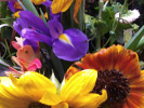 Tournesol et iris