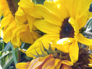 Tournesols
