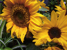 Tournesols