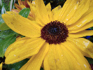 Tournesol