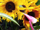 Tournesol