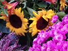 chrysanthème