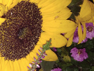 tournesol