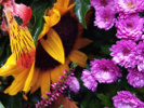 tournesol