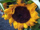 Tournesol